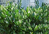 Laurus nobilis Laurel