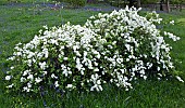 Exochorda x macrantha The Bride