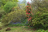 Beautiful woodland garden with specimen trees