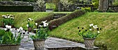 Spring Garden containers of Tulips Tulipa