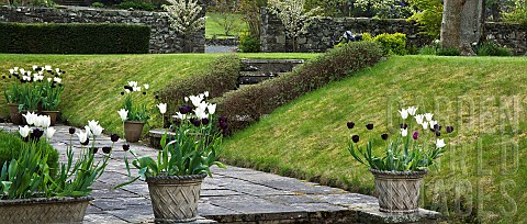 Spring_Garden_containers_of_Tulips_Tulipa