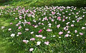 Spring Garden Tulip Tulipa Foxtrot growing in grass