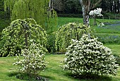 Fothergilla major deciduous  shrub