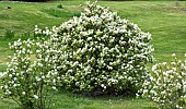 Fothergilla major deciduous shrub