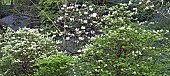 Spring woodland garden shrubs and swathes of bluebells