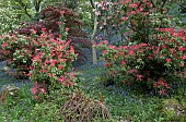 Spring woodland garden with specimen trees Rhododendrons Azaleas shrubs swathes of bluebells