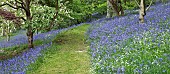 Spring woodland garden with specimen trees Rhododendrons Azaleas shrubs swathes of bluebells