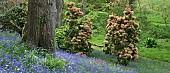 Spring woodland garden with specimen trees Rhododendrons Azaleas shrubs swathes of bluebells