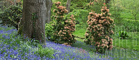Spring_woodland_garden_with_specimen_trees_Rhododendrons_Azaleas_shrubs_swathes_of_bluebells