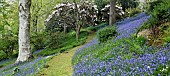 Spring woodland garden with specimen trees Rhododendrons Azaleas shrubs swathes of bluebells