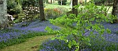 Spring woodland garden with specimen trees Rhododendrons Azaleas shrubs swathes of bluebells