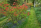 Spring woodland garden with specimen trees Rhododendrons Azaleas shrubs swathes of bluebells