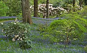 Spring woodland garden with specimen trees Rhododendrons Azaleas shrubs swathes of bluebells