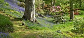 Superbly Beautiful light woodland garden with specimen trees