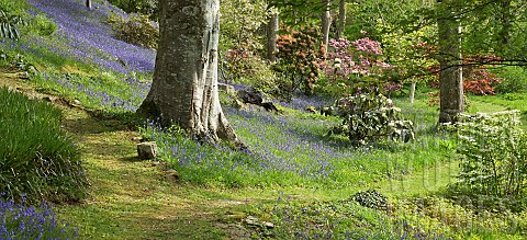 Superbly_Beautiful_light_woodland_garden_with_specimen_trees