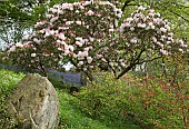 Superbly Beautiful light woodland garden with specimen trees