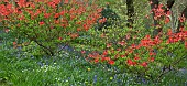 Beautiful woodland garden with specimen trees grass paths cutting through swathes of bluebells