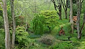 Beautiful woodland garden with specimen trees grass paths cutting through swathes of bluebells