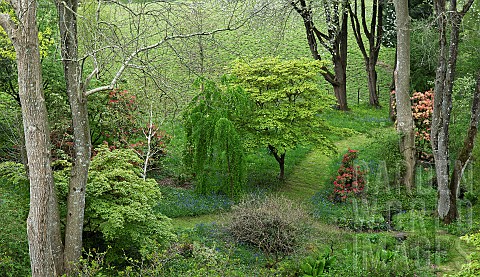 Beautiful_woodland_garden_with_specimen_trees_grass_paths_cutting_through_swathes_of_bluebells