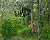 Beautiful woodland garden with specimen trees grass paths cutting through swathes of bluebells