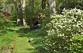 Beautiful woodland garden with specimen trees grass paths cutting through swathes of bluebells