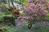 Beautiful woodland garden with specimen trees grass paths cutting through swathes of bluebells