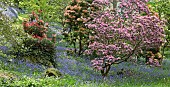 Beautiful woodland garden with specimen trees grass paths cutting through swathes of bluebells