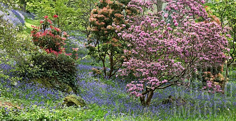 Beautiful_woodland_garden_with_specimen_trees_grass_paths_cutting_through_swathes_of_bluebells