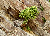 Crithmum maritimum Rock Samphire