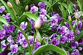 Cottage garden with Pansy`s in Spring