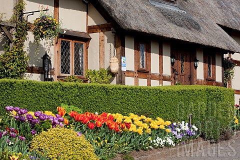 Thatched_cottage_box_hedge_Buxus_Sempervirens