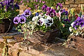 Hanging Baskets with Pansy`s in Spring