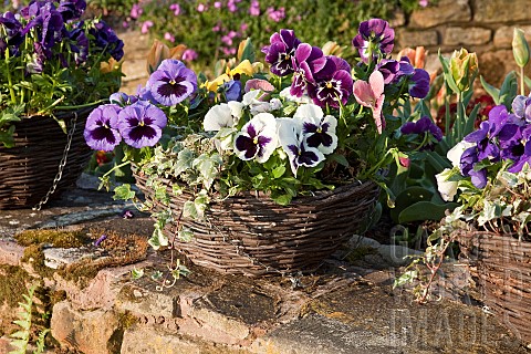 Hanging_Baskets_with_Pansys_in_Spring