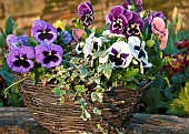 Hanging Basket with Pansy`s