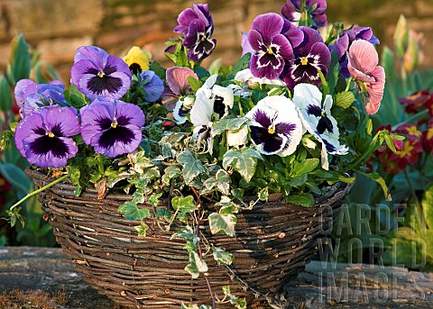 Hanging_Basket_with_Pansys