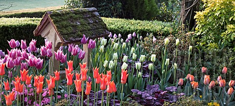 Various_colours_of_tulips_surrounding_wooden
