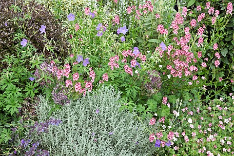 Borders_of_pink_and_blue_mixed_herbaceous_perennials