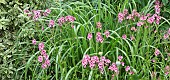 Pink colour themed border of mixed herbaceous perennials