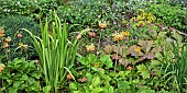 Colour themed border of orange and yellows of herbaceous perennials