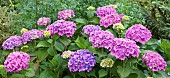 Hydrangea macrophylla Common Hydrangea deciduous shrub dark green leaves blue or pink fertile flowers in August at Lilac Cottage (NGS) Garden Gentleshaw Staffordshire Midlands England UK