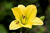 Hemerocallis Green Flutter