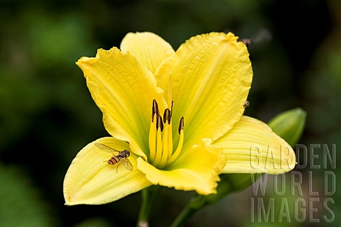 Hemerocallis_Green_Flutter