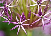Allium christophii star shaped purple flowers