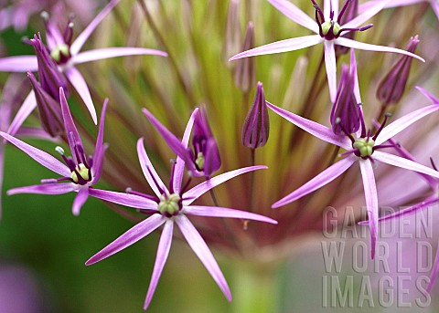 Allium_christophii_star_shaped_purple_flowers