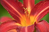 Petals Hemerocallis H. Stafford