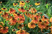 Helenium Sahins