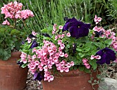 Terra cotta pot containing deep pink Diacia and deep purple pertunia deep pink Geranium