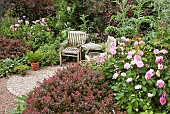 Rosa Rose Ausboard GERTRUDE JEKYLL and Berberis thunbergii Atropurpurea Nana around seating  area