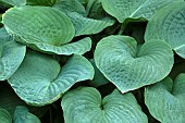 Hosta sieboldiana Elegans, Hosta Elegans