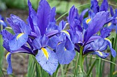 Iris Blue Magic